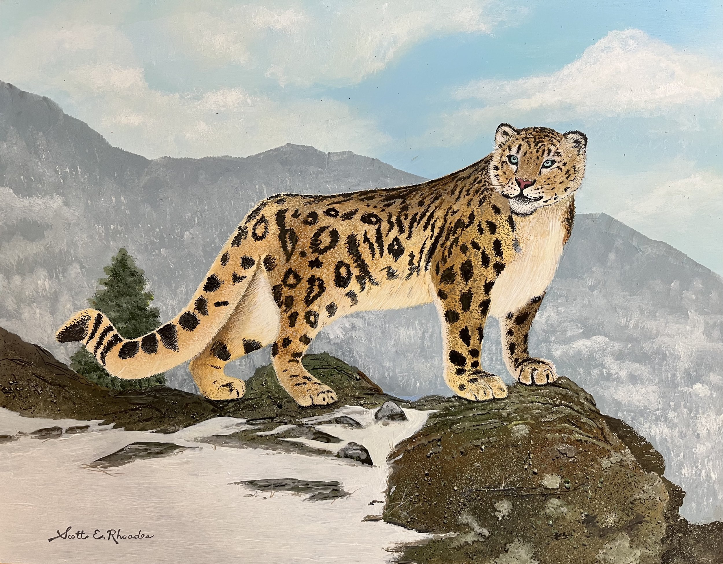 Snow Leopard, 11” x 14”, Commissioned