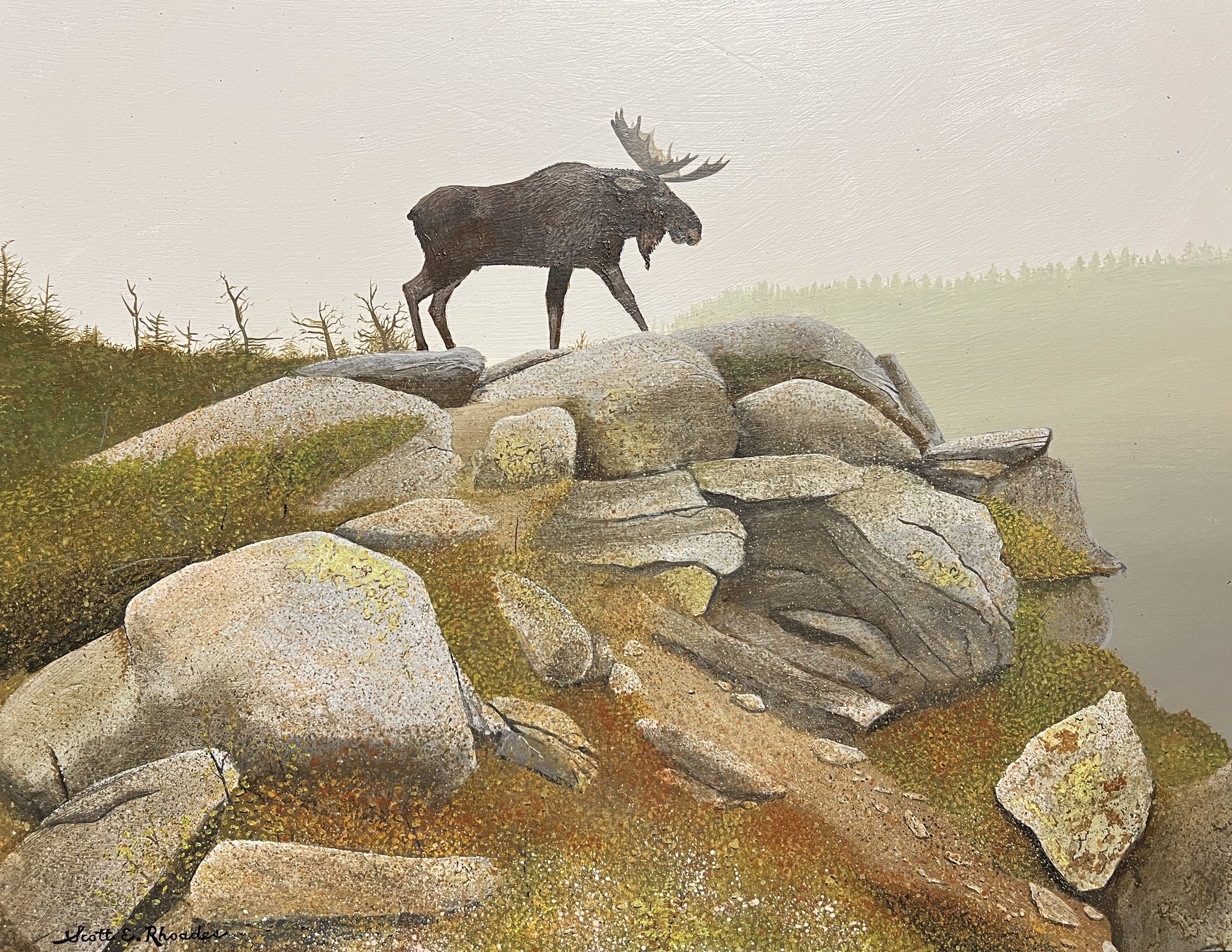 Crested Moose II, 11in x 14in,  $700.