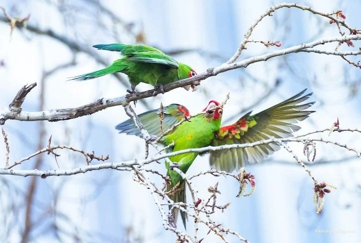 Nature photographer Pádraig Duignan is featured in our Black + White Gallery. Enjoy this parakeet moment and more Friday, July 4th at the Art Opening. 6pm - 8pm.
#sweetiesartbar
#Pádraigduignanphotography
#naturephotography 
#northbeach