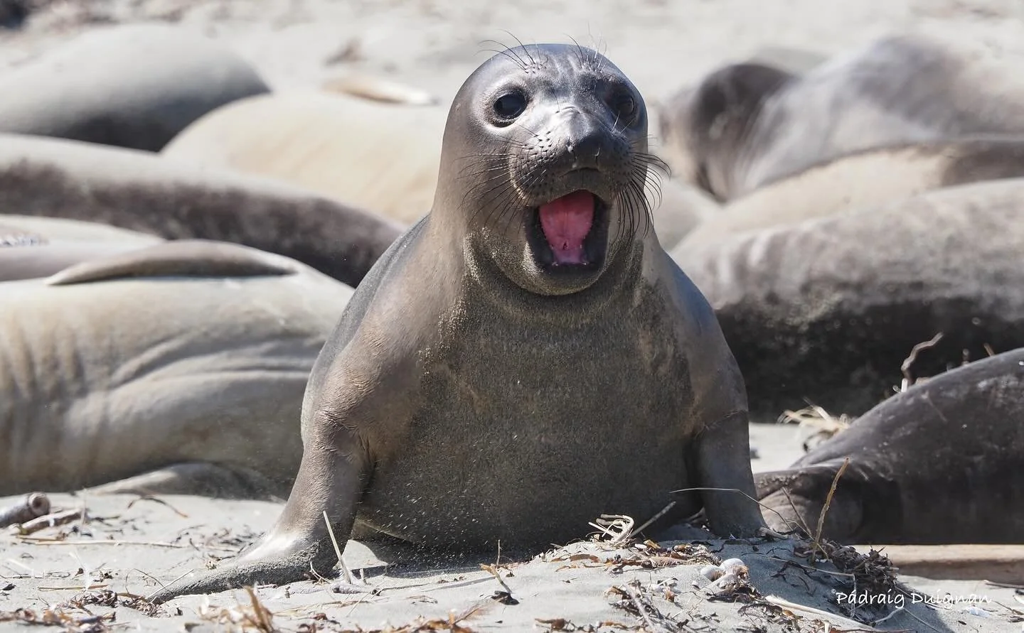 What? Sweetie’s is open on July Fourth? All true…with an art opening and live jazz. Happening now and fireworks are close by.
#sweetiesartbar🍸🎨 
#sweetiesartbarartopening 
#openjulyfourth 
#vincelateanojazz 
#naturephotography 
#northe