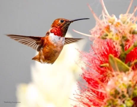 July Art Opening on Friday, July 4th...Nature Photography by  Pádraig Duignan. It's our monthly Art + Jazz  night that starts at 6pm. Art is inside; jazz is outside. Oh and our bar is inside but your can enjoy your drink outside. Got that?
#sw