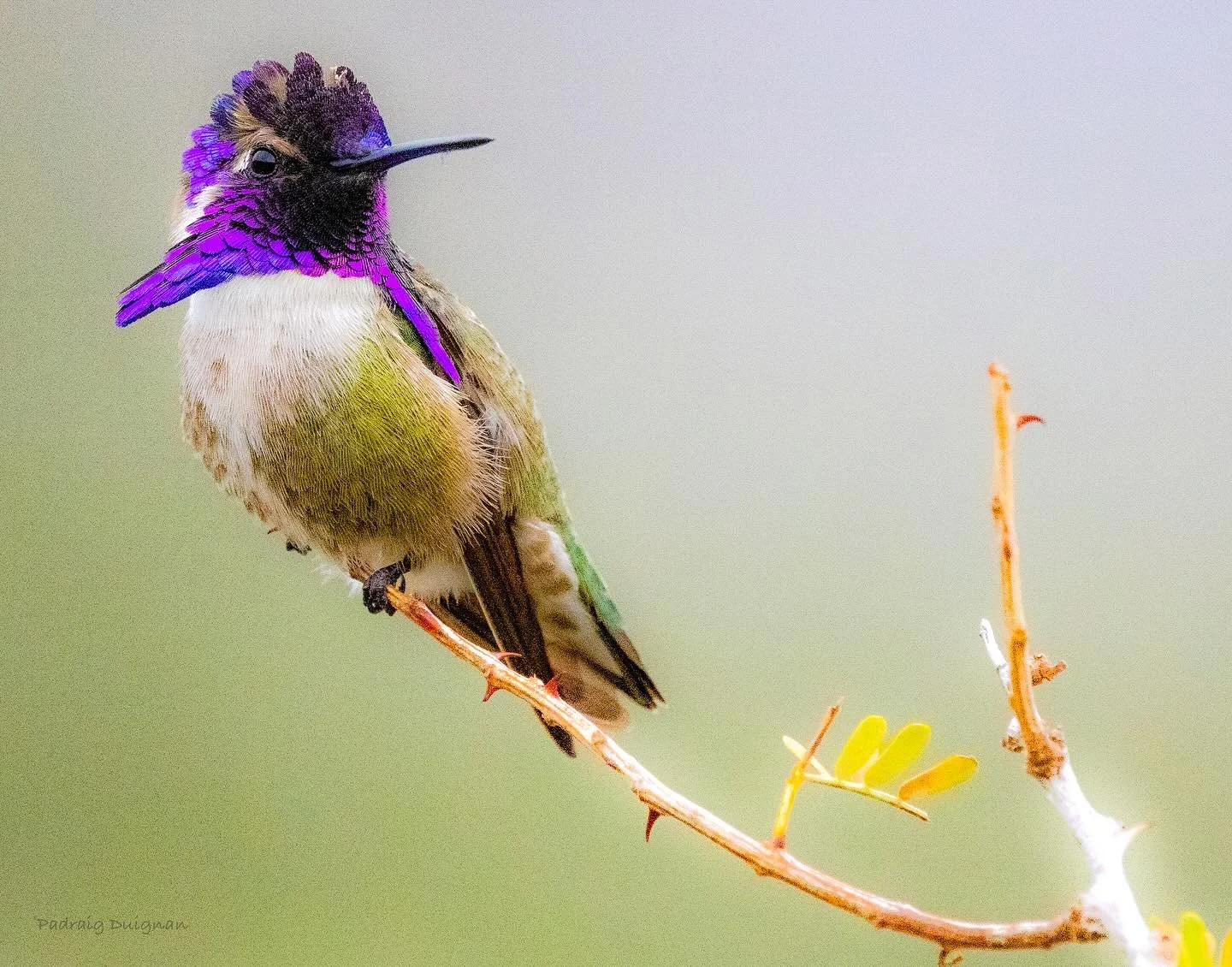 Hummingbirds are fascinating, engaging, and beautiful creatures. Sweetie’s July artist Padraig Duigan has captivating portraits of these birds in motion on display. Enjoy with a cocktail and a game of pool at Saweetie‘s through Tuesday, J