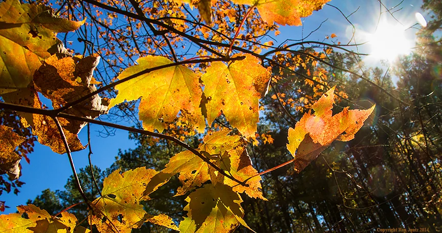 Back lighting colorful Fall leaves can make a beautiful shot and creating a "sunburst" in the background adds an interesting element. ISO 320, 1/500 sec at f11, 18mm lens.