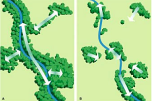More connectivity means fewer barriers to dispersal or migration.