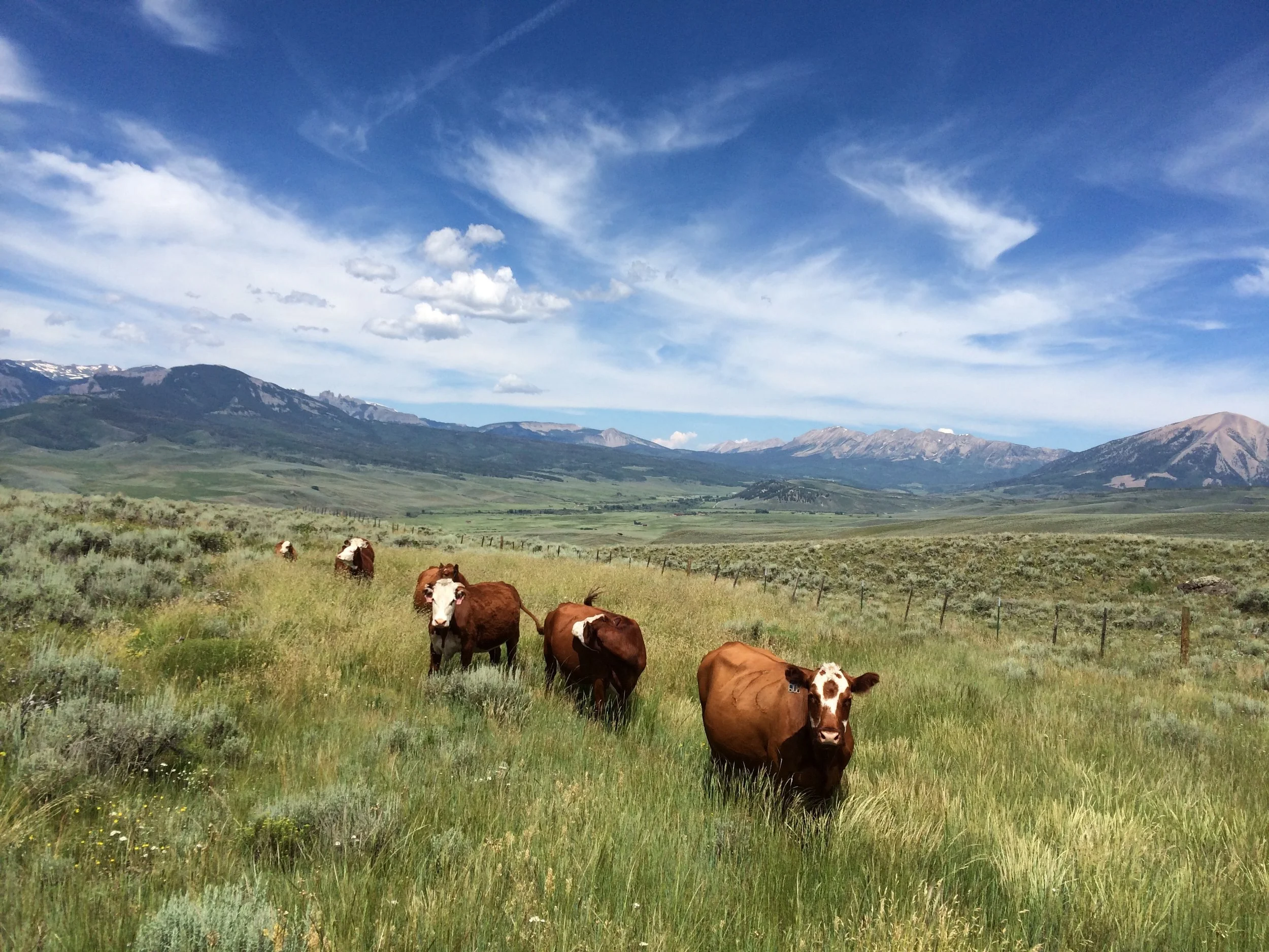 Flattop Overlooking West Elks.jpg