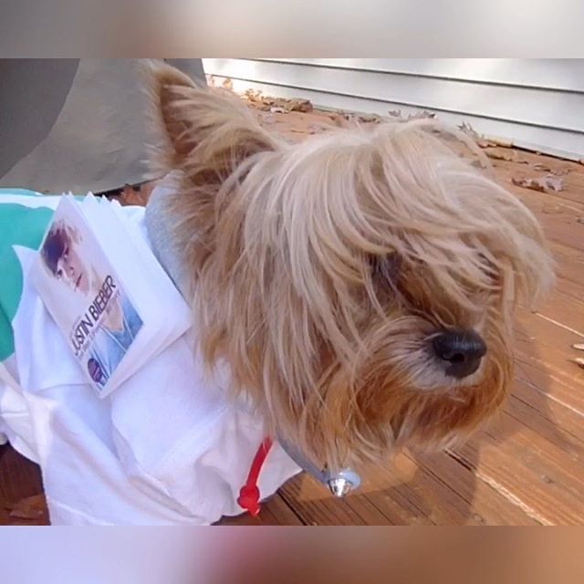 #tbt to that time my dog Beverly dressed up as @justinbieber for #halloween. ⬅️ Swipe for pics! #babybabybaby #justinbieber #belieber #bieberfever
&bull;
&bull;
&bull;
&bull;
&bull;
#beliebers #bieber #justin #jb #bizzle #justindrewbieber #bieberfeve