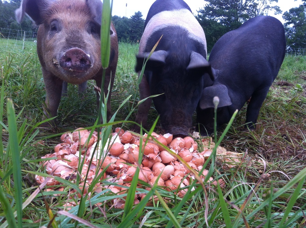  Feeding the pigs 