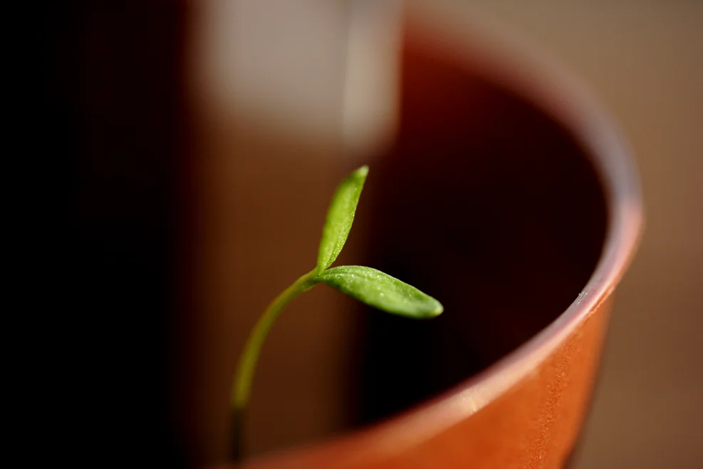 Sit and Talk by Christi-an Slomka - "Planting Seeds" 