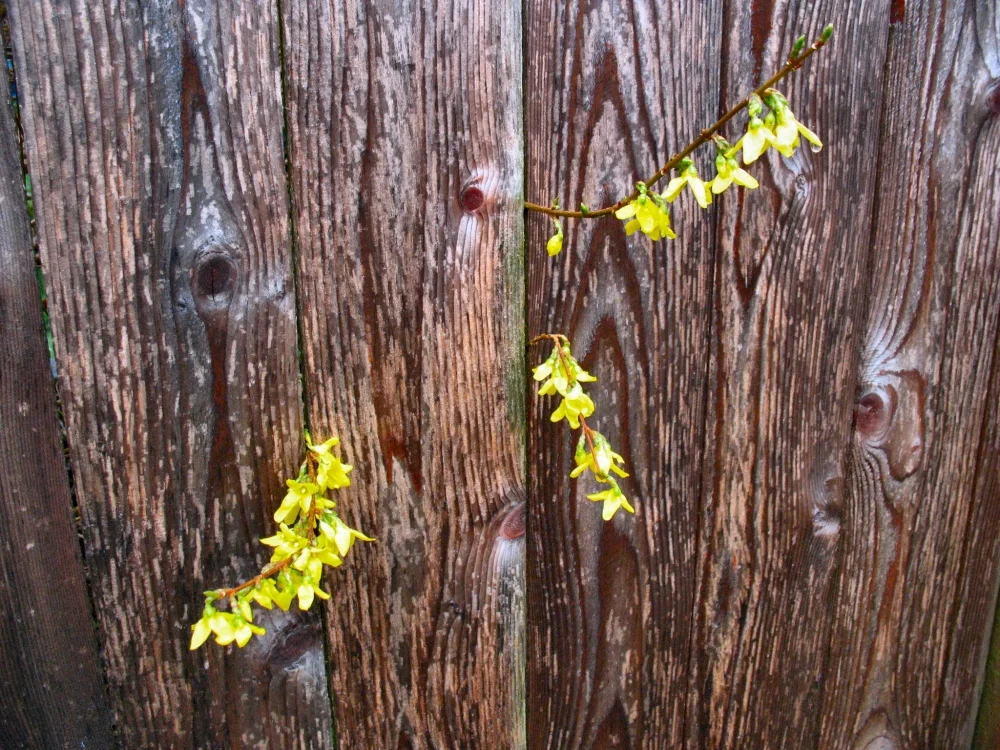Way Seeking Mind Talks Sarah Nixon, Ian MacDonald