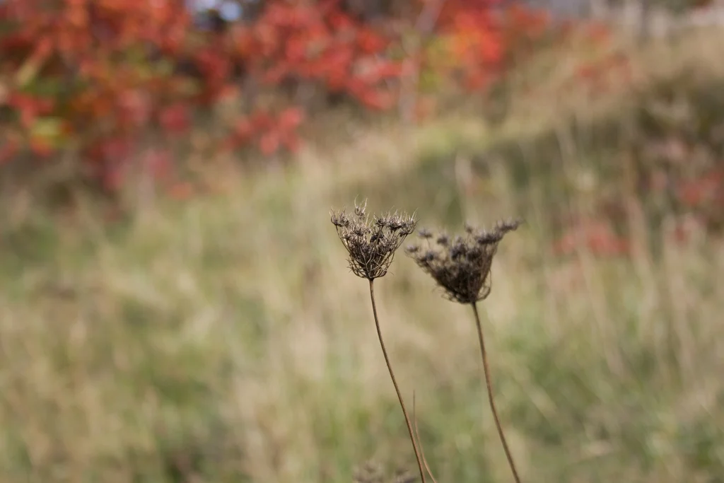 Sit, Walk, Sit, Council