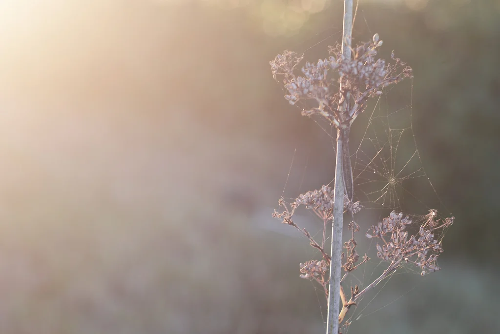 NON-RESIDENTIAL MEDITATION RETREAT