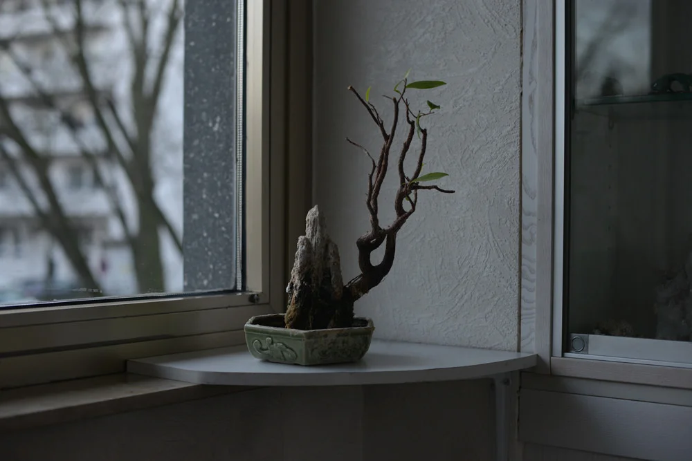 Virtual Sitting Meditation