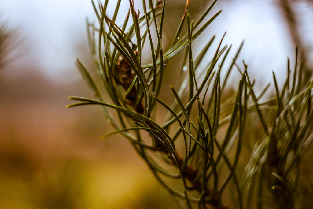 Sit, Walk, Sit, Council