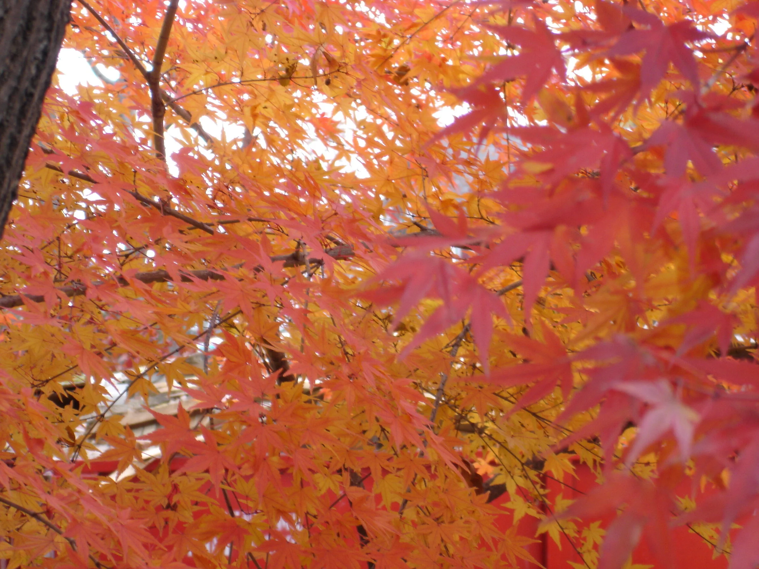 Online Zoom Sit + talk by Jill