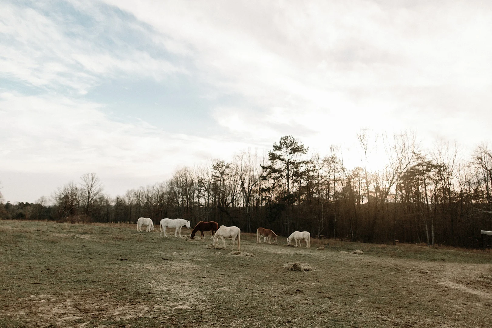 fort payne family photographer
