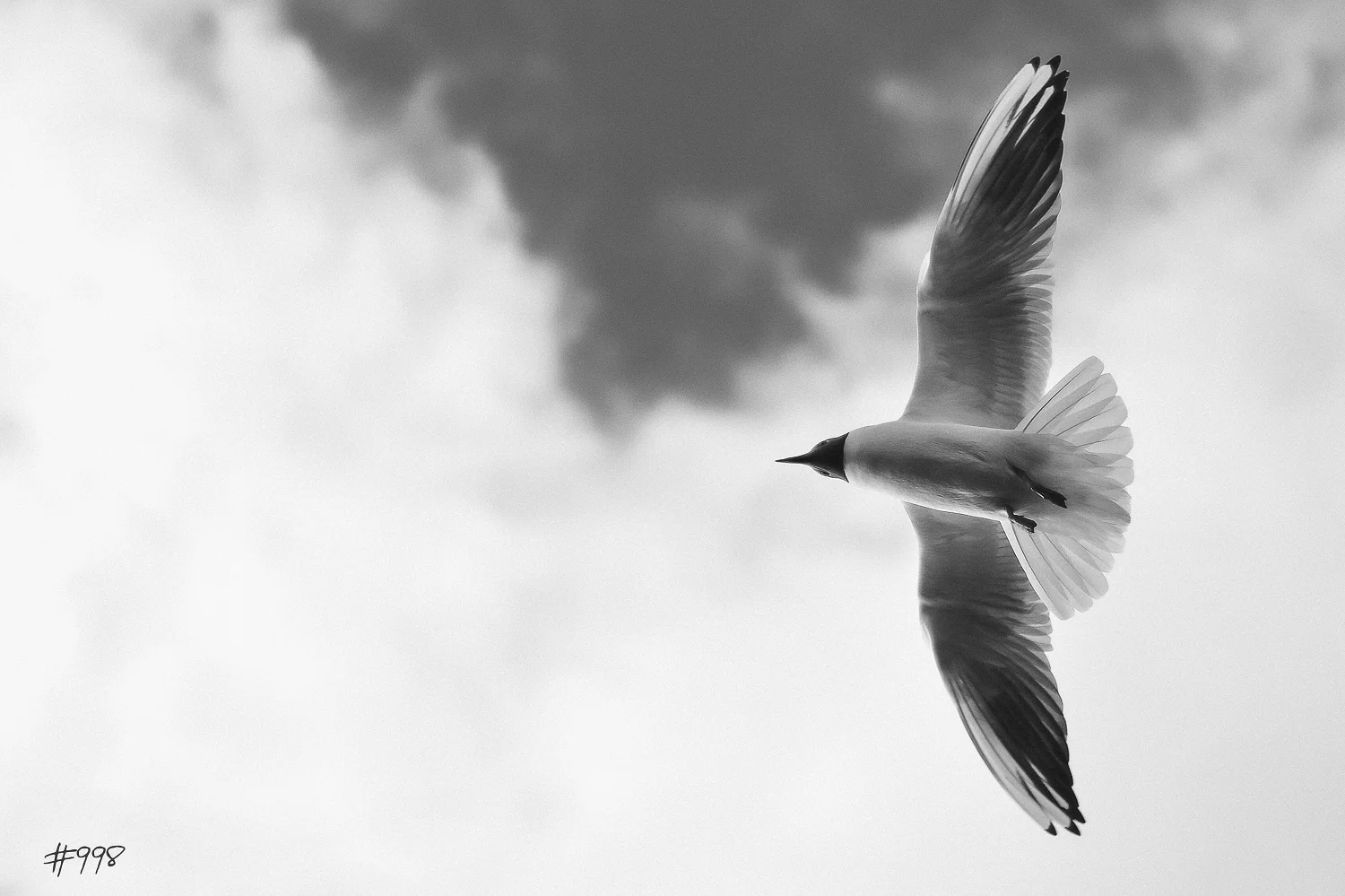 #998 Black-headed seagull