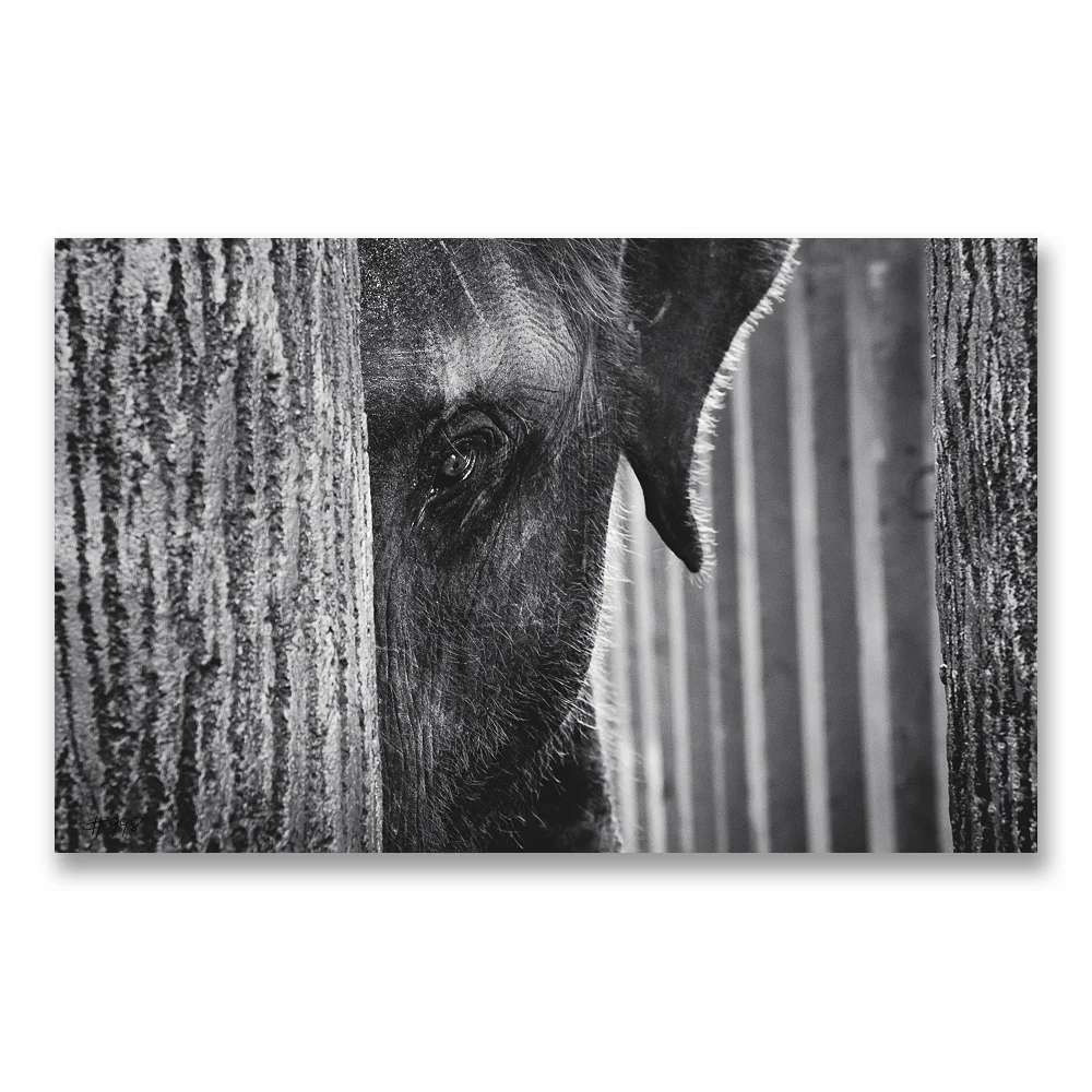 #997 Indian elephant