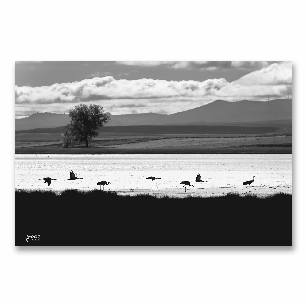 #993 Cranes in a tiramisu