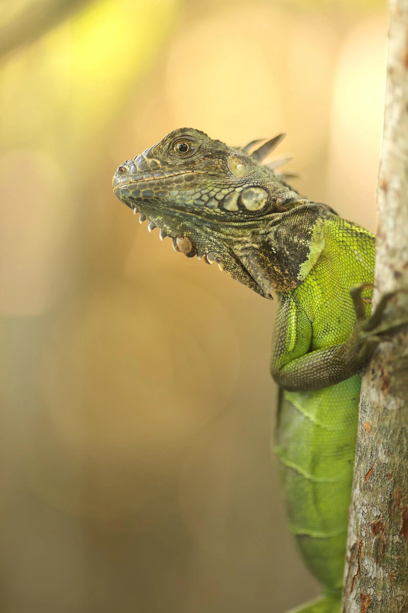 Lagarto-Real-220128094855.jpg