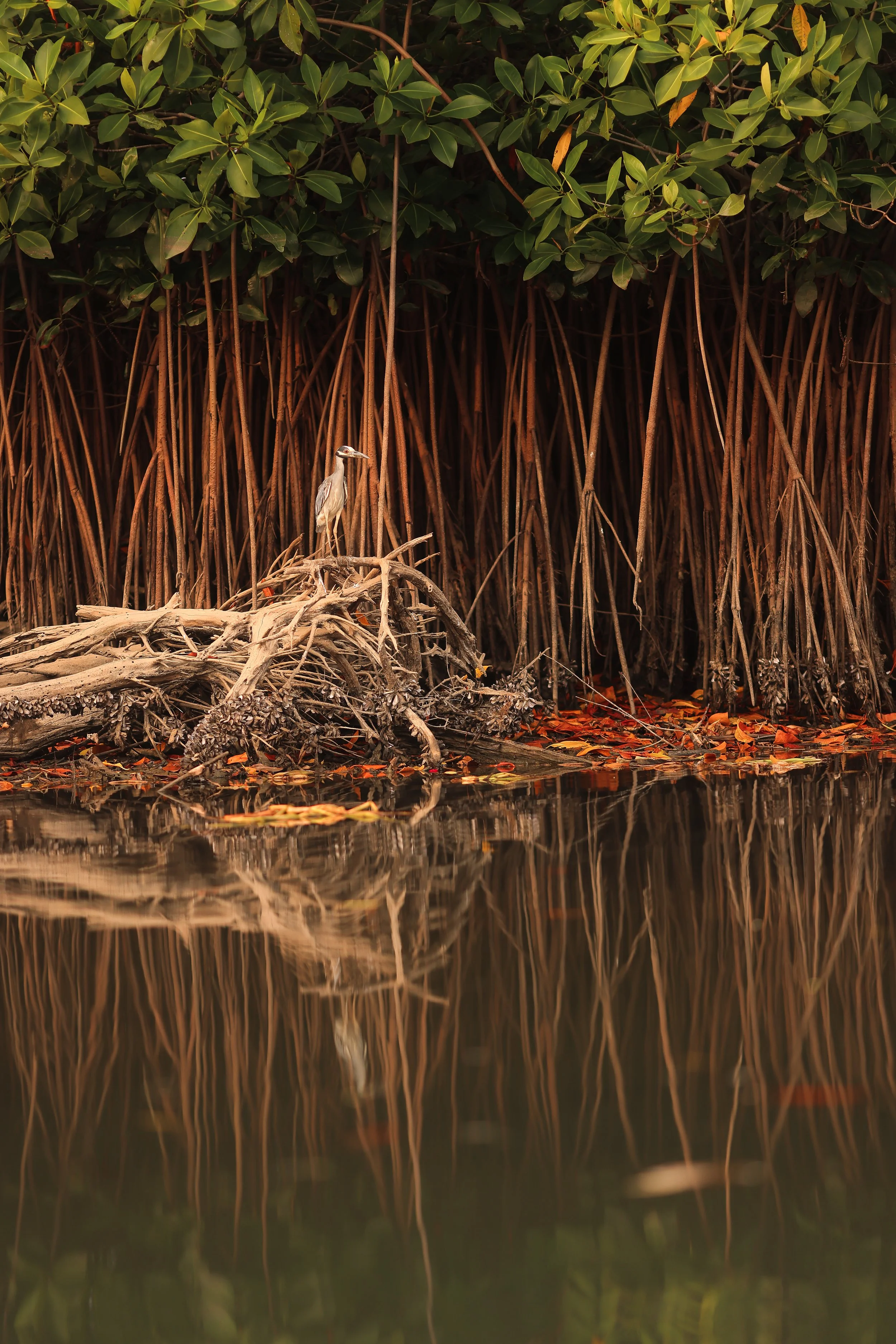 Manialtepec-210729071529-ALX_5420 2.JPG