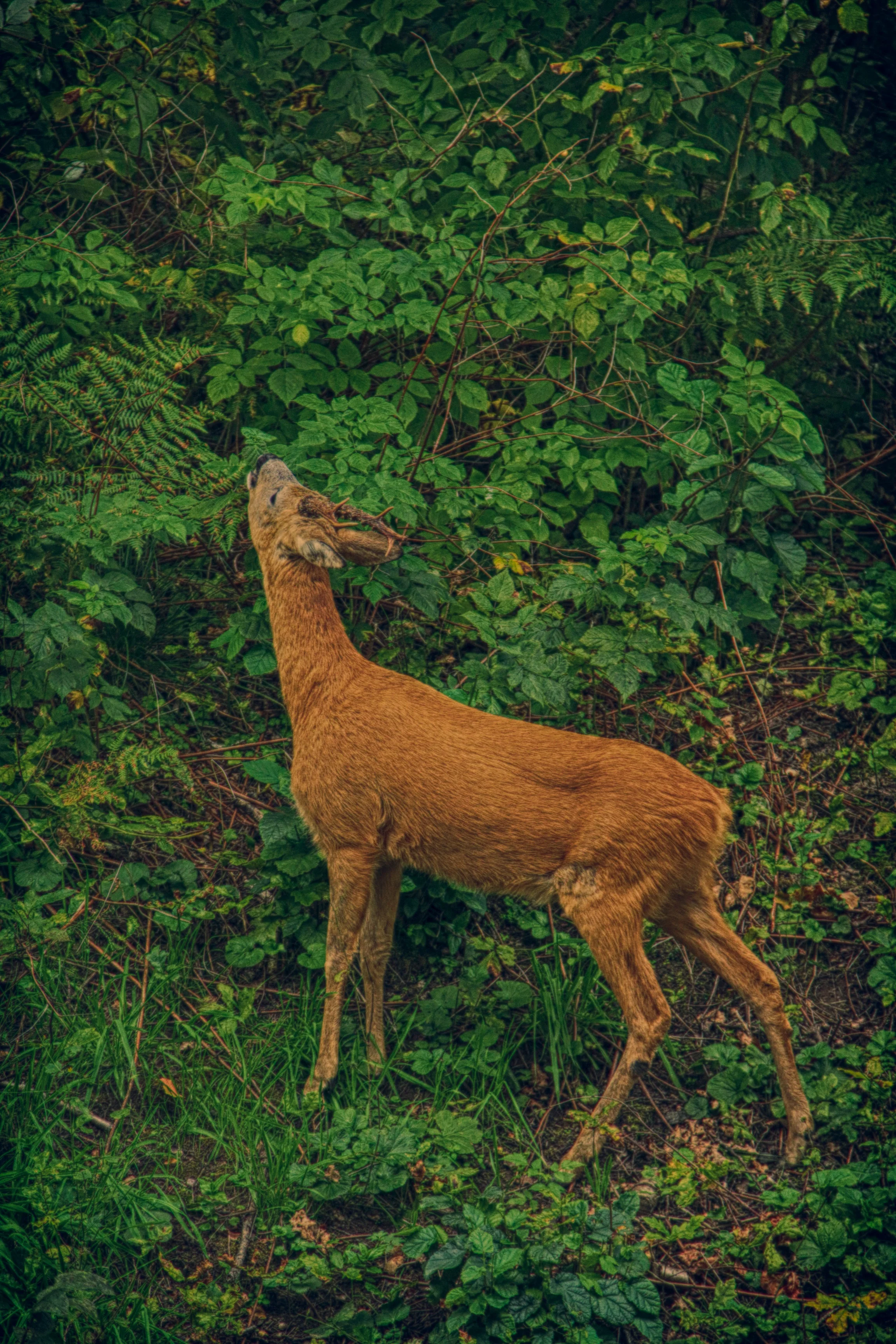 Roe Deer