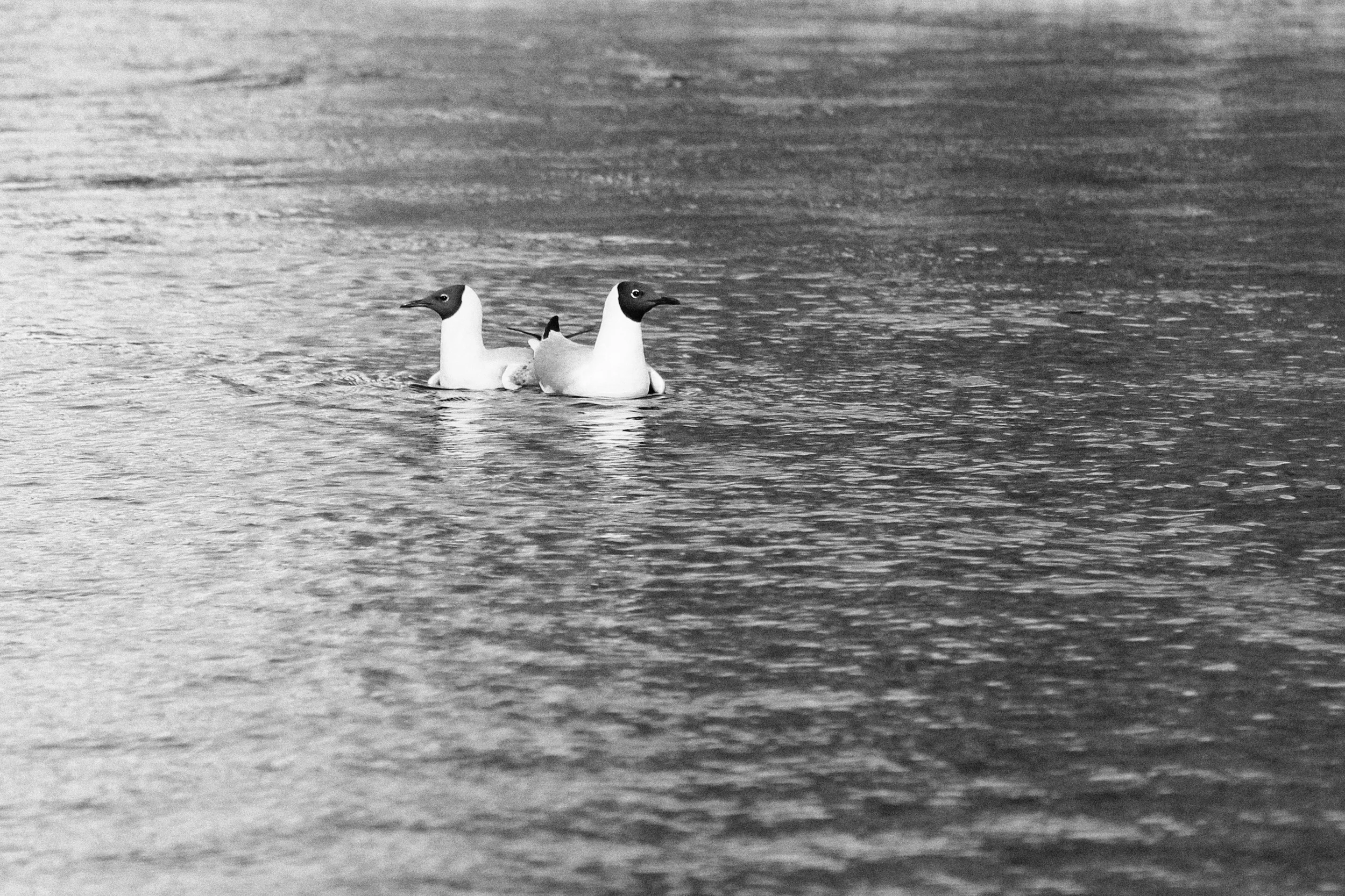 A couple in motion.jpg