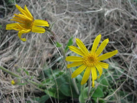 Arnica.jpg