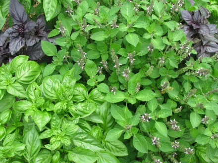 basil.jpg