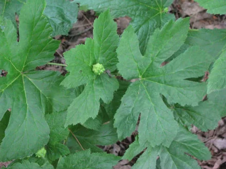goldenseal.jpg