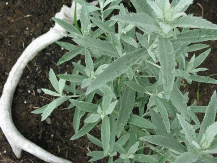 silver sage.jpg