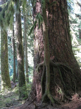 tree2.jpg