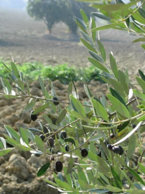 olives.jpg