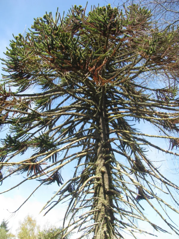 tree1.jpg
