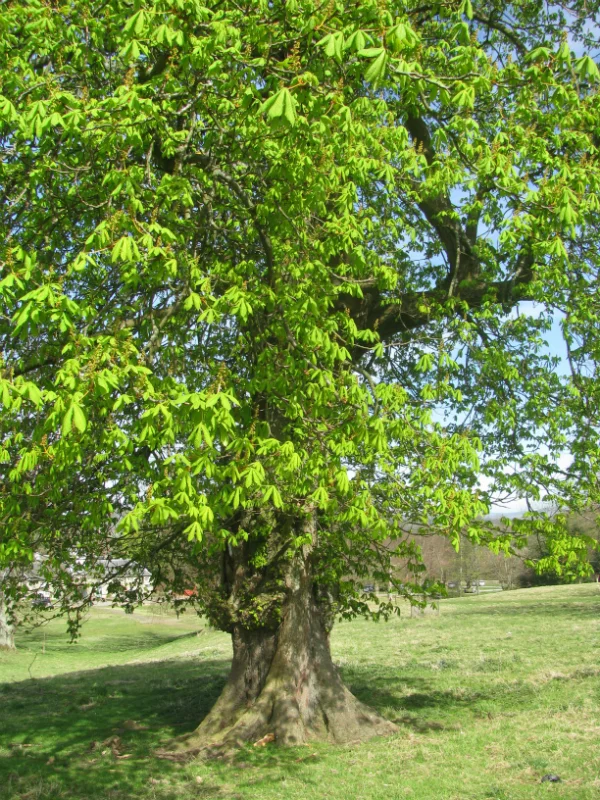 tree2.jpg