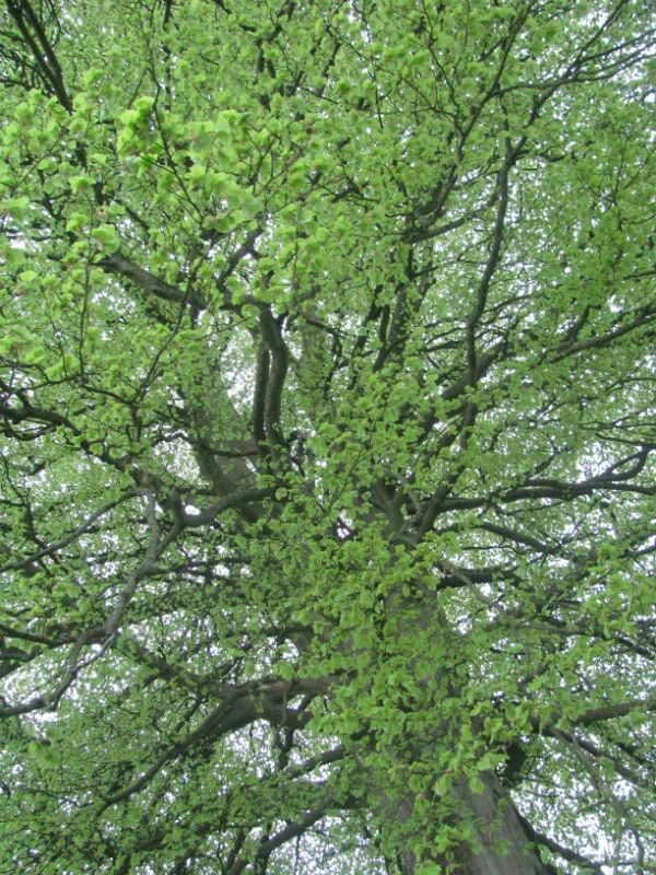 tree3.jpg