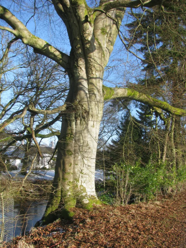 tree4.jpg