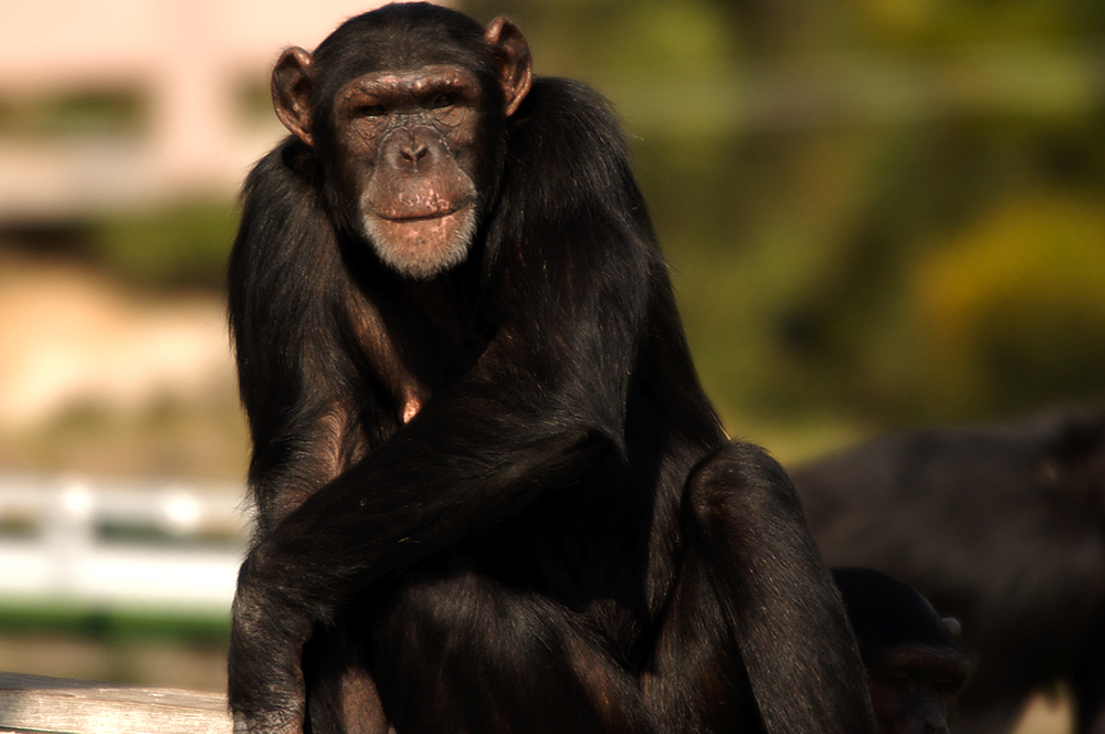 chimp2.jpg