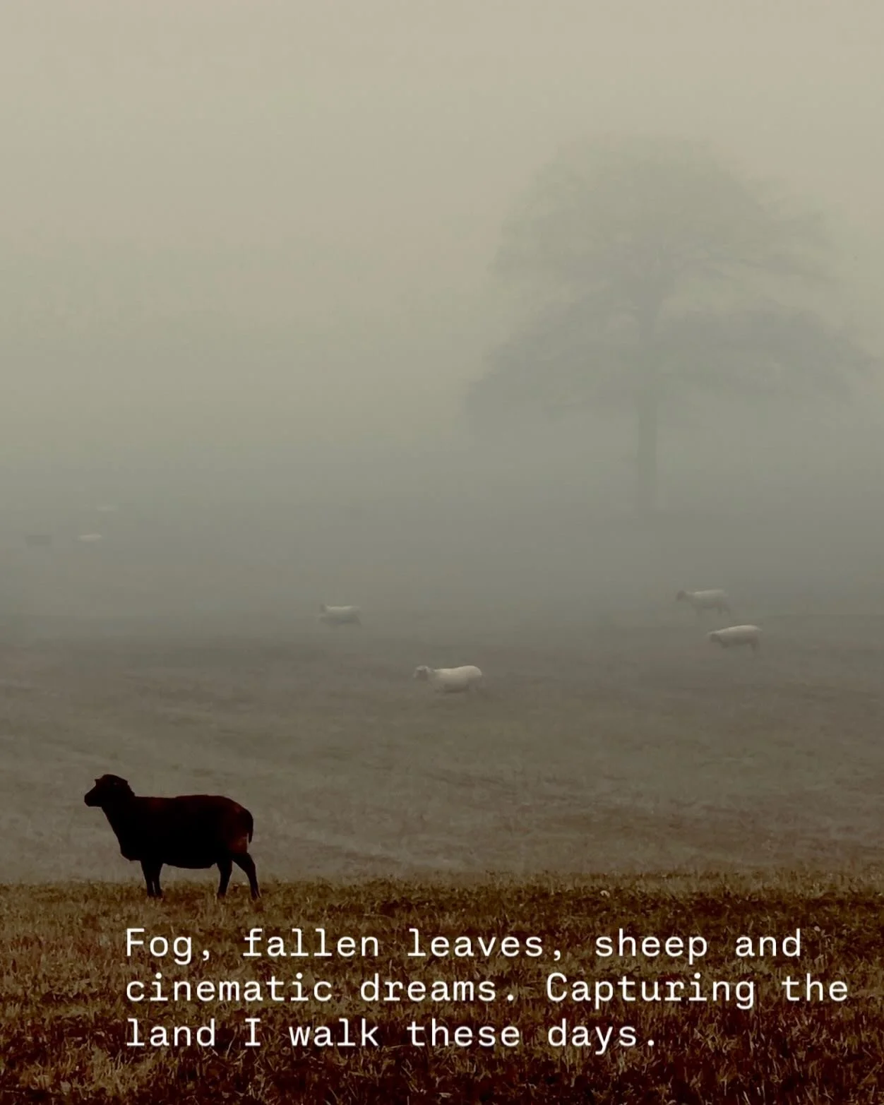 Where I walk, and walk myself home. 
 
Copyright @lone_morch