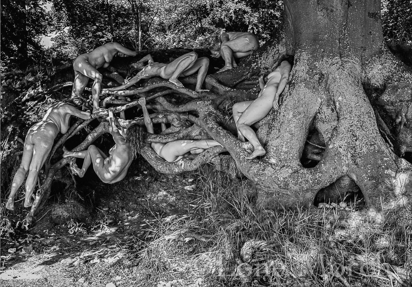 Treesisters