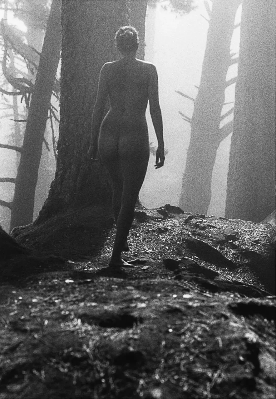 Into the woods