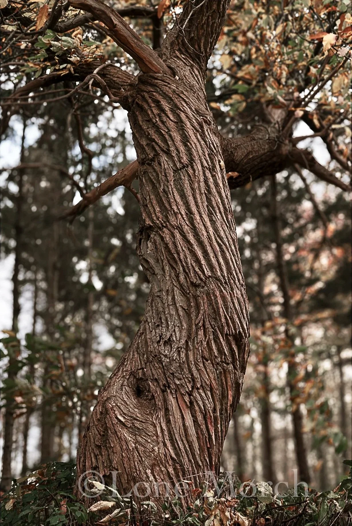 Tree of life