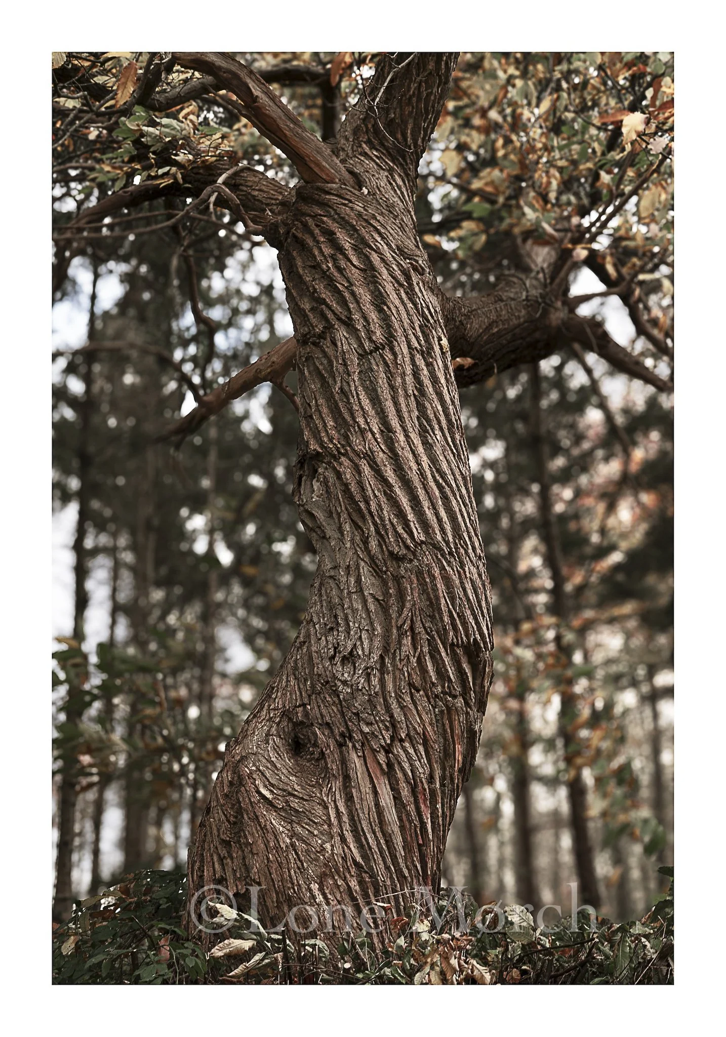 Lone Morch_2026-34.jpg