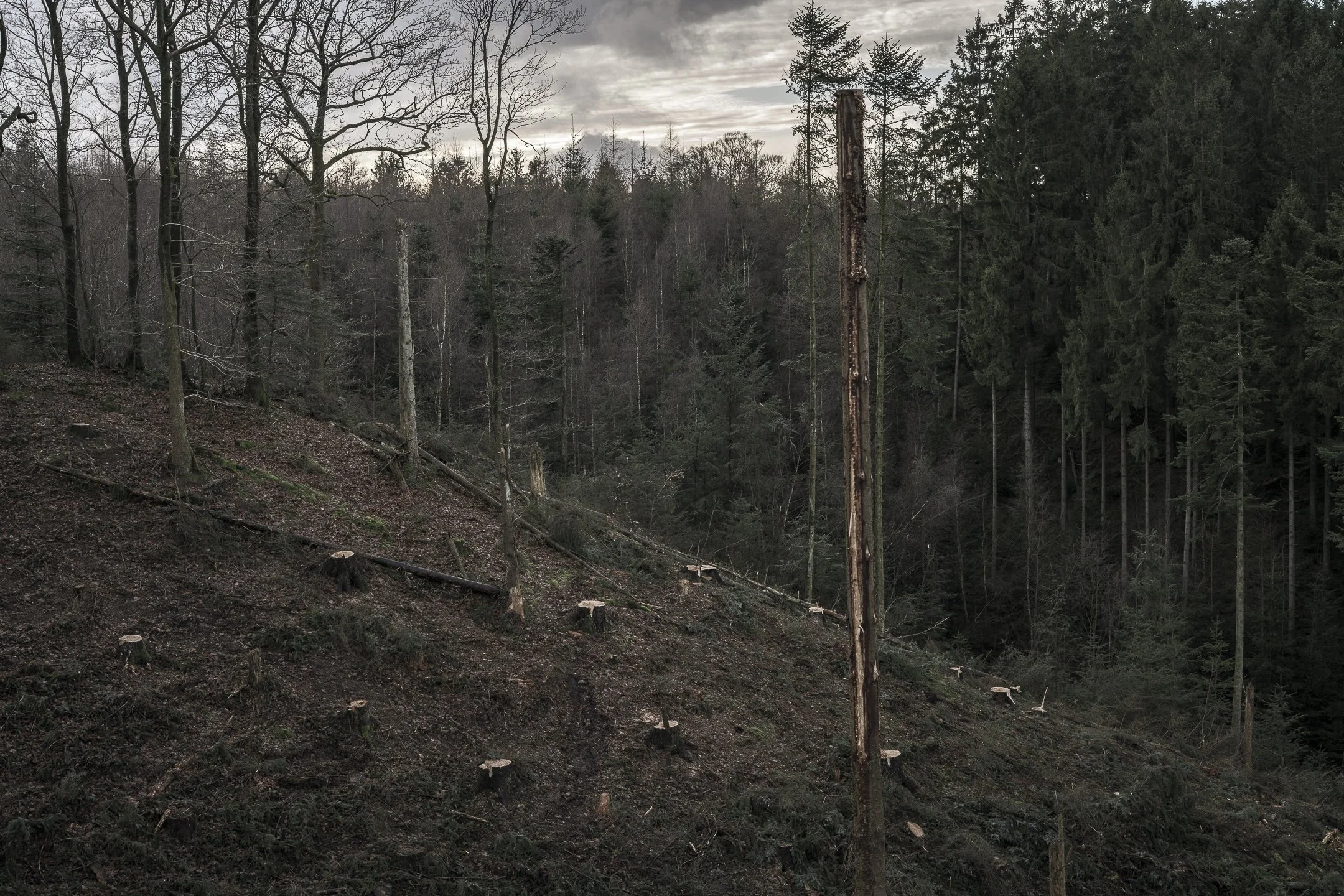 Morch-7.jpg