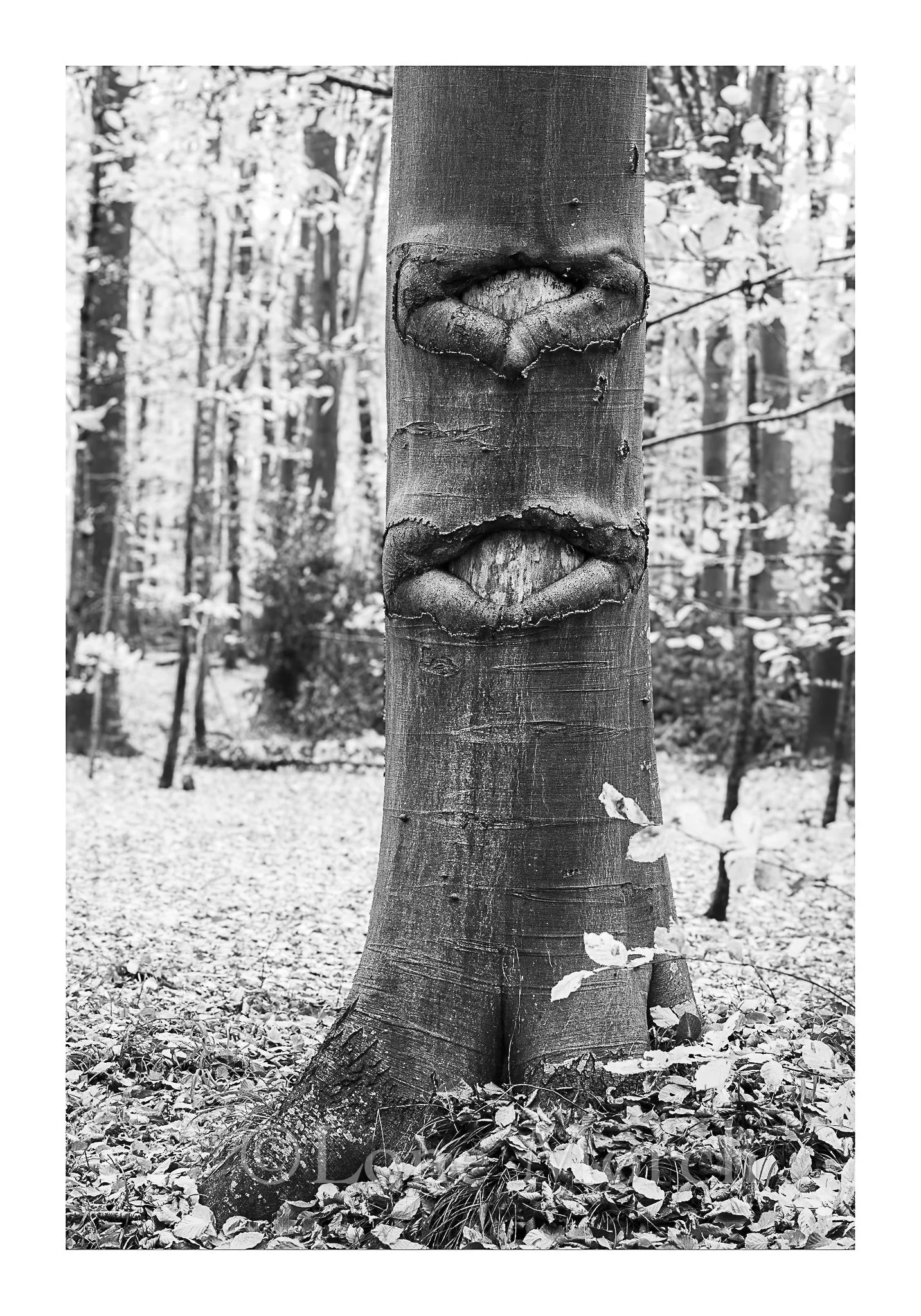 Lone Morch_2026-38.jpg