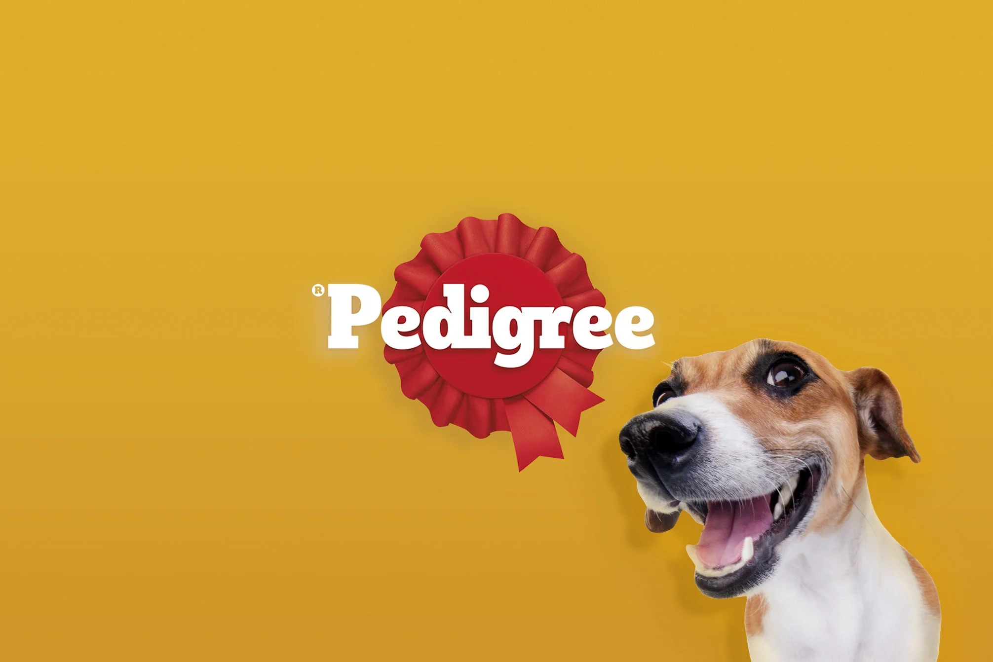 RNIB_thumbnail_2 copy.jpg