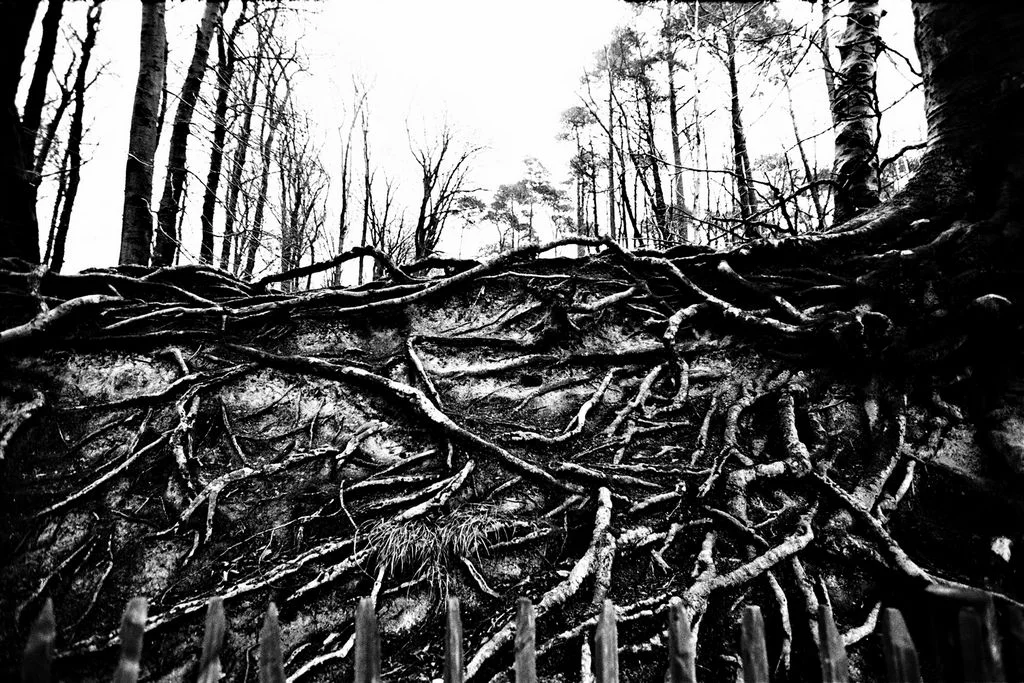 Jean-Francois Spricigo anima 043 , 2009 digital print 15 3/4 x 23 5/8 inches; 40 x 60 centimeters