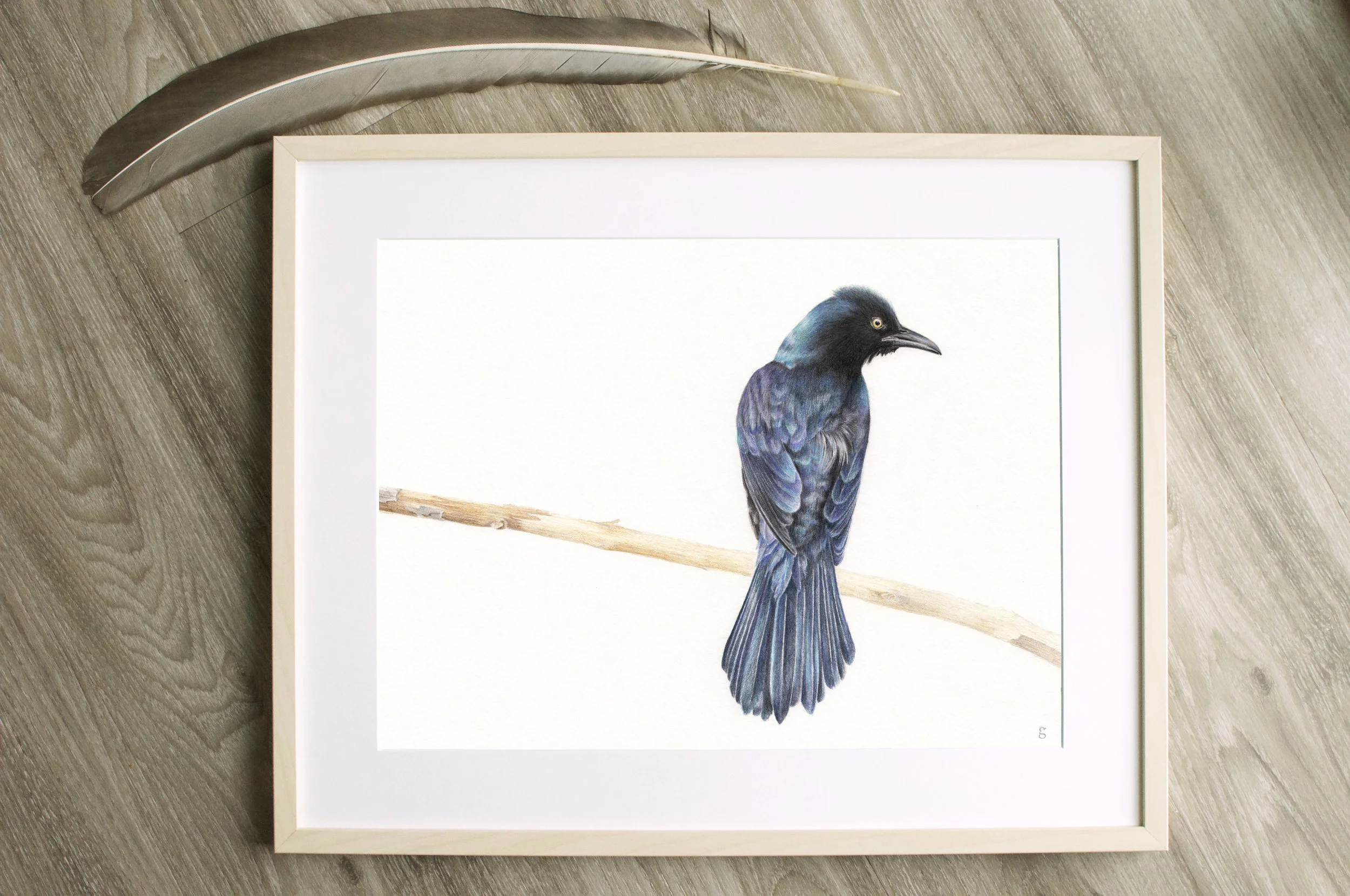 “Common Grackle”