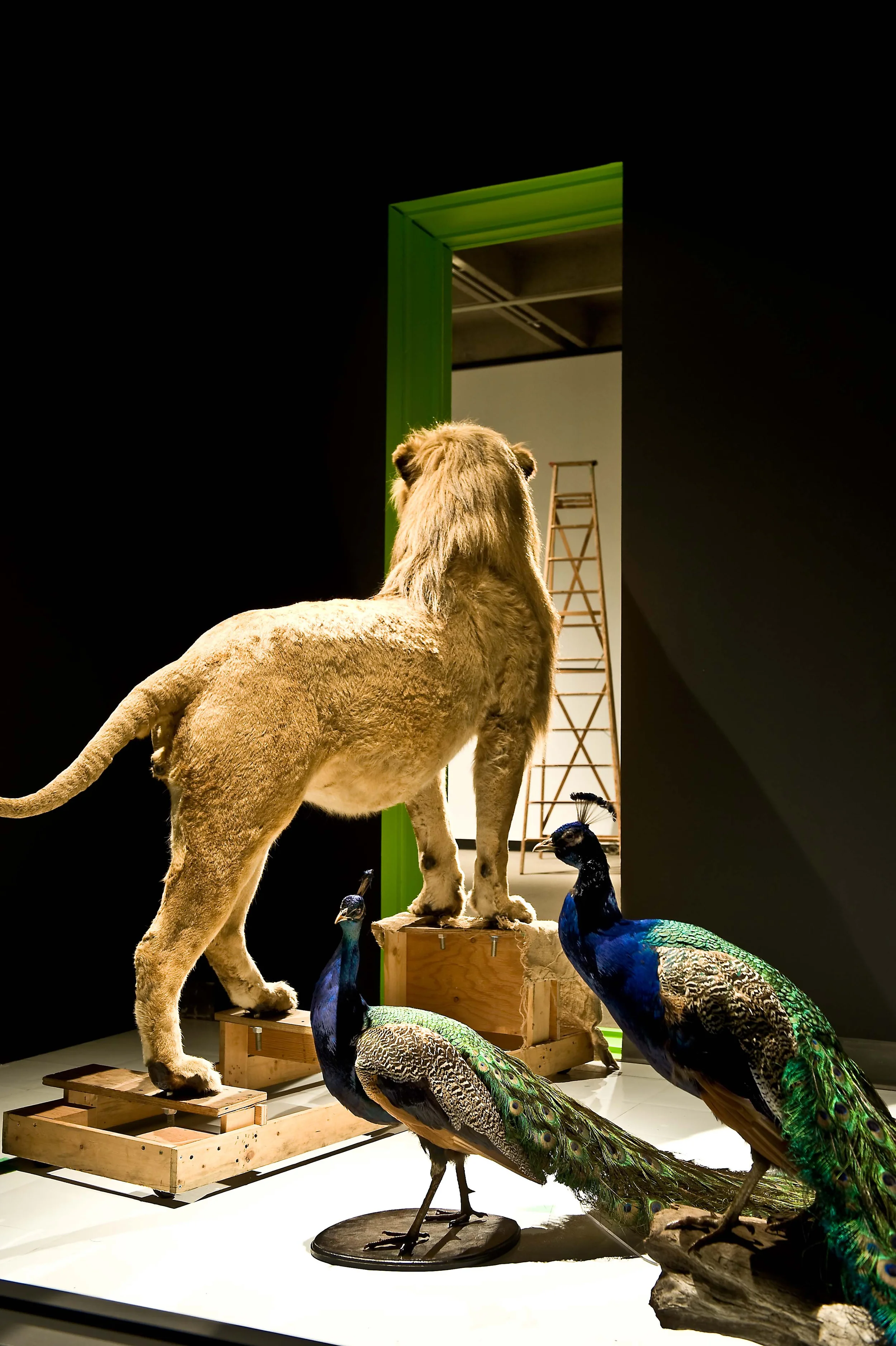 lion-peak.jpg