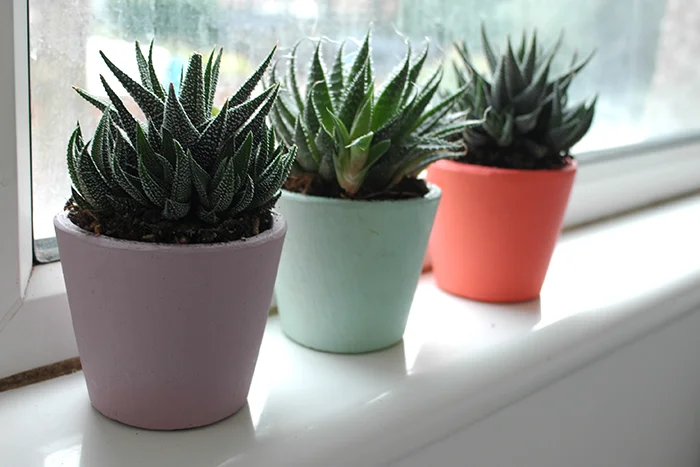 plant pots from Howkapow