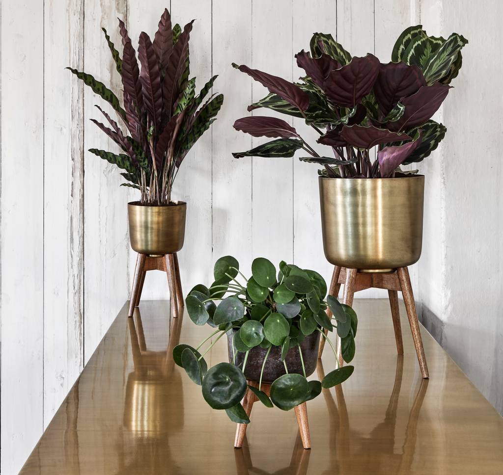 Brass pot on wooden stand - Forest and Co - from £60 (Small 21cm, M 38cm, L 52cm)